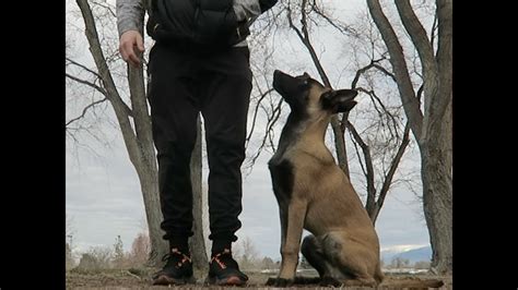 I would highly advise some sort of training, they learn so well. . Dutch commands for belgian malinois